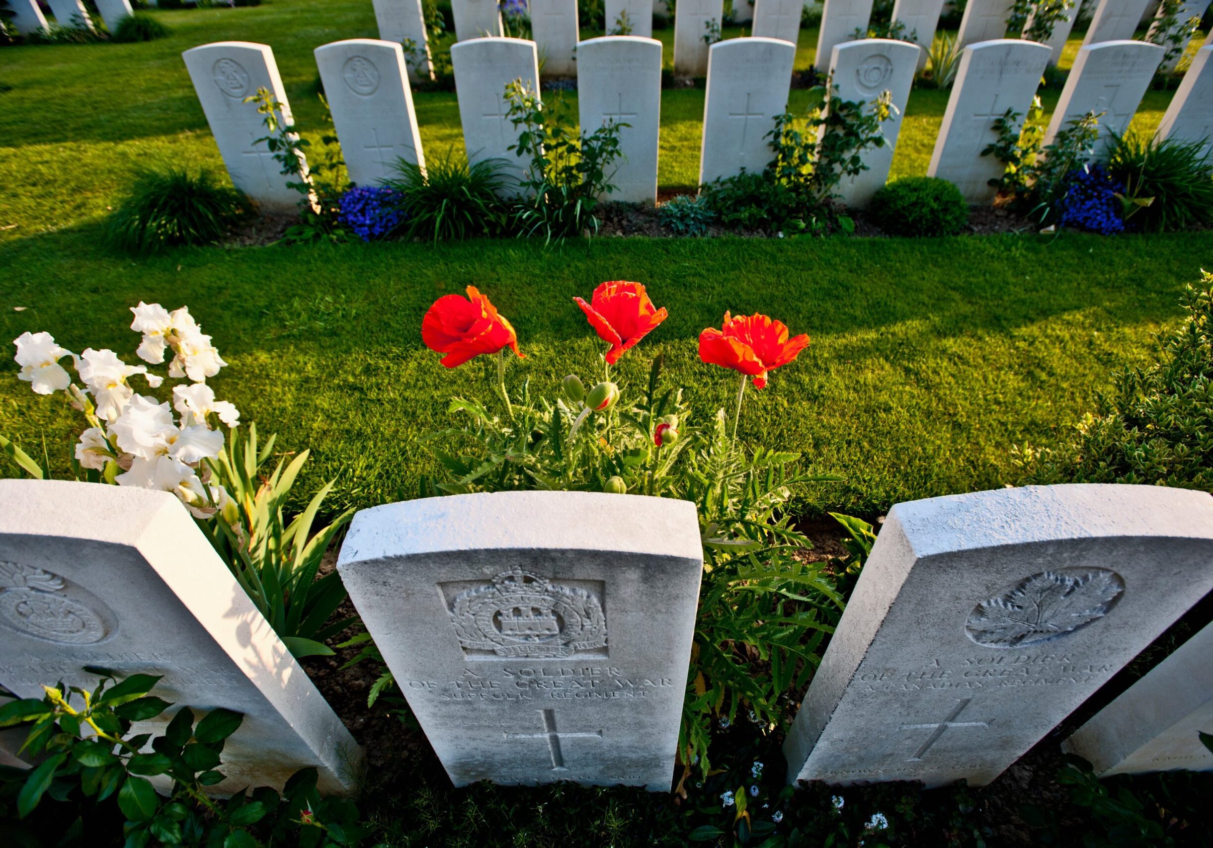 close-up-of-flowers-growing-on-graves-2022-03-08-00-28-37-utc (2)